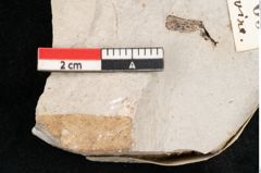 Foto (Detailansicht) von Sclerotium acericolum Heer (NHMW-GEO-2024-0188-6709)